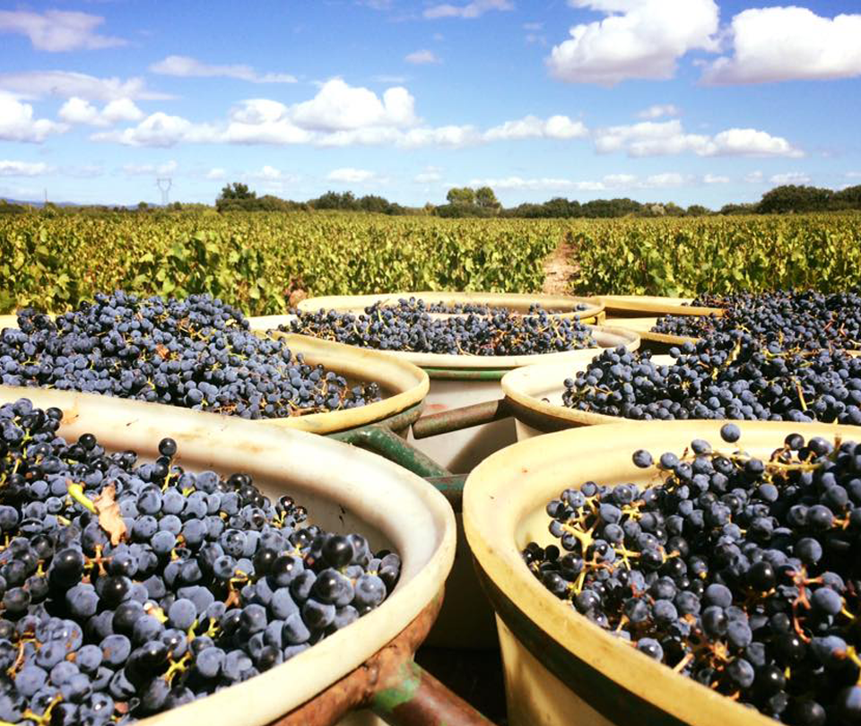Les vignes