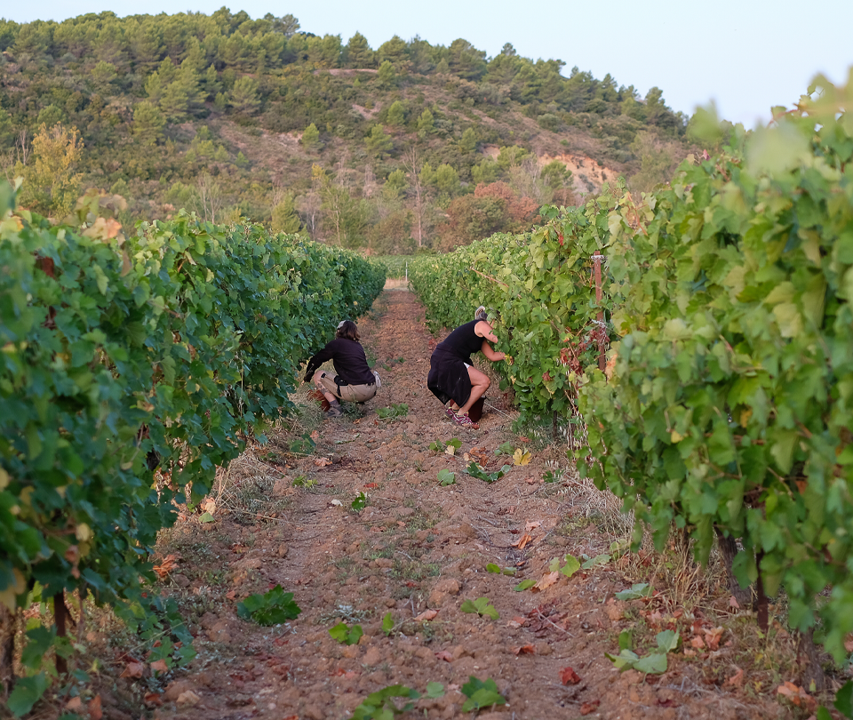 vin-bio-saint-chinian