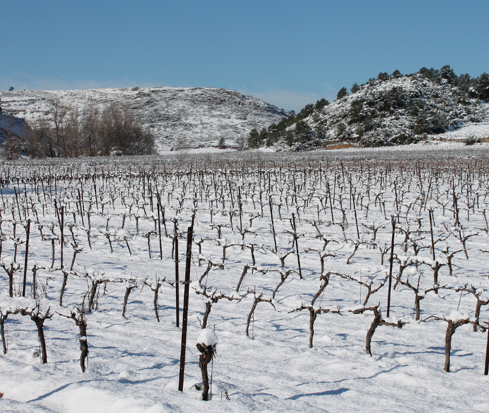 vin-biologiques-occitanie