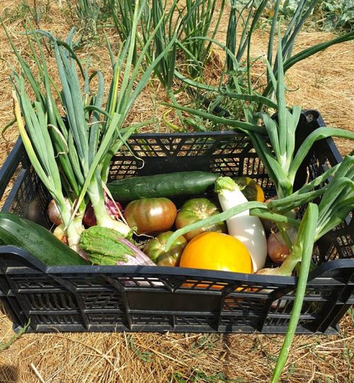 fruit et legume cazedarnes