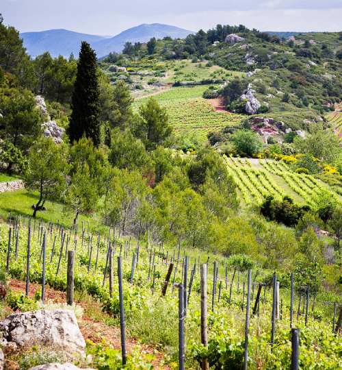 Les vignes
